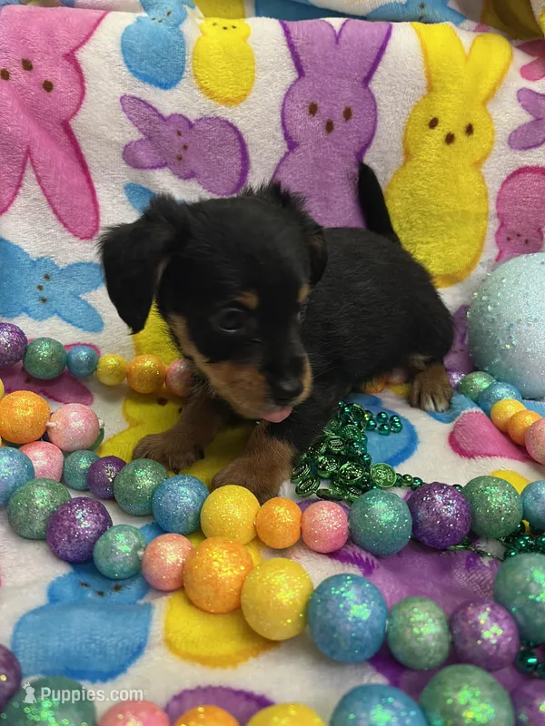 Jake – Schnoodle puppy for sale in Rochester, NY