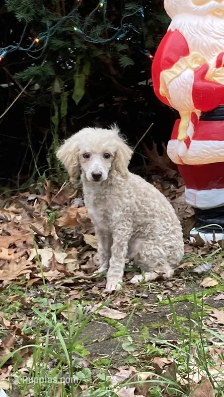 Harper – Poodle - Miniature  puppy for sale in Rochester, NY