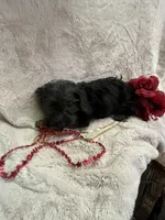 Ella, a female Yorkipoo for sale in Rochester, NY – 3 of 3