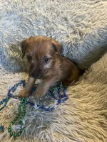 Peter, a male Chorkie for sale in Rochester, NY – 2 of 2
