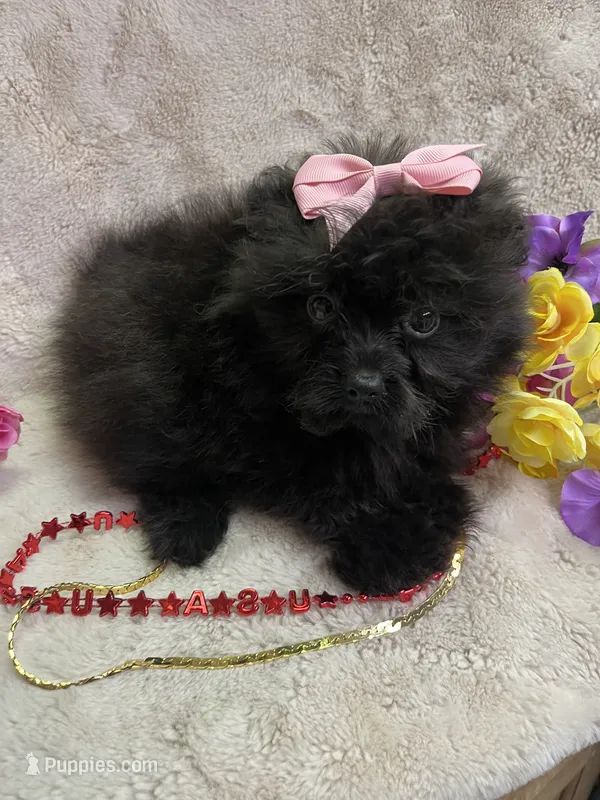 POLLY – Pomapoo puppy for sale in Rochester, NY