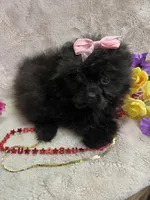 POLLY, a female Pomapoo for sale in Rochester, NY – 1 of 3