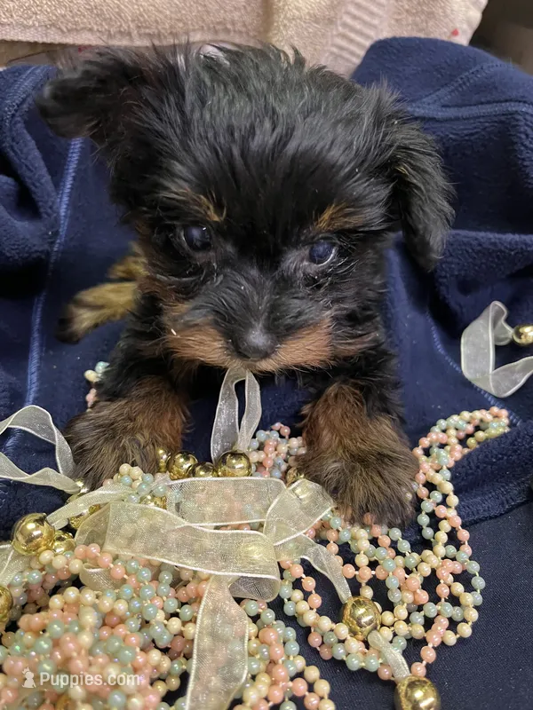 Bella – Yorkipoo puppy for sale in Rochester, NY
