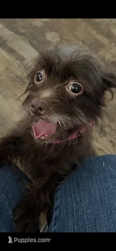 Leigha – Yorkipoo puppy for sale in Rochester, NY