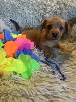 Prince, a male Chorkie for sale in Rochester, NY – 3 of 3