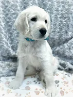 Little Blue, a male Labradoodle for sale in Newark, DE – 1 of 1