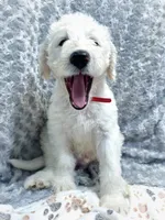 Redd, a male Labradoodle for sale in Newark, DE – 1 of 1