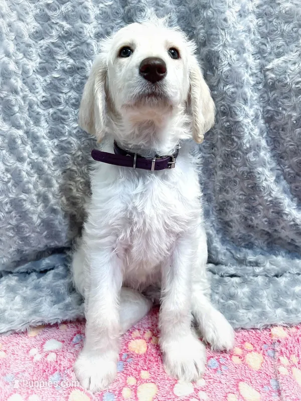 Violet – Labradoodle puppy for sale in Newark, DE