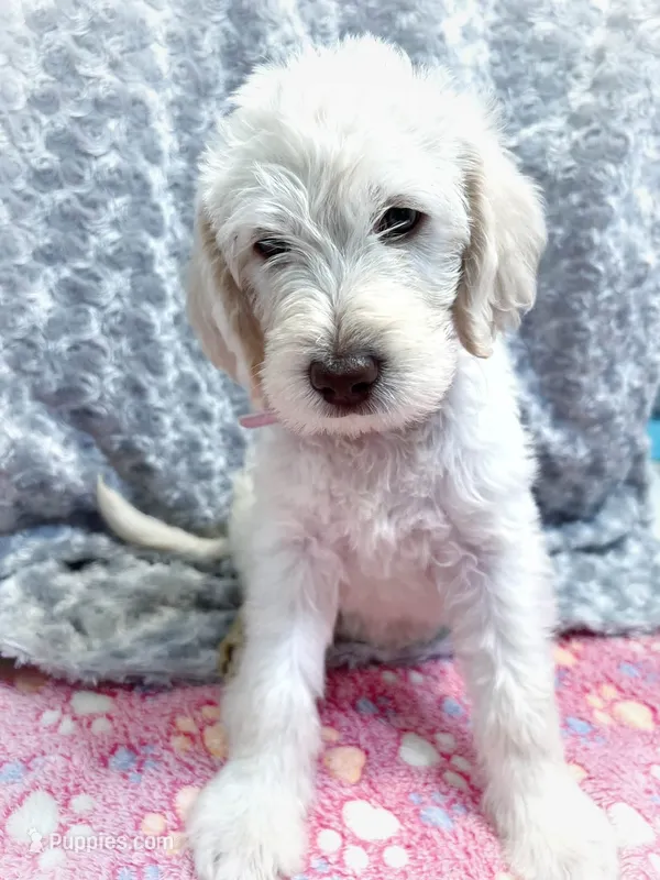 Pinky – Labradoodle puppy for sale in Newark, DE