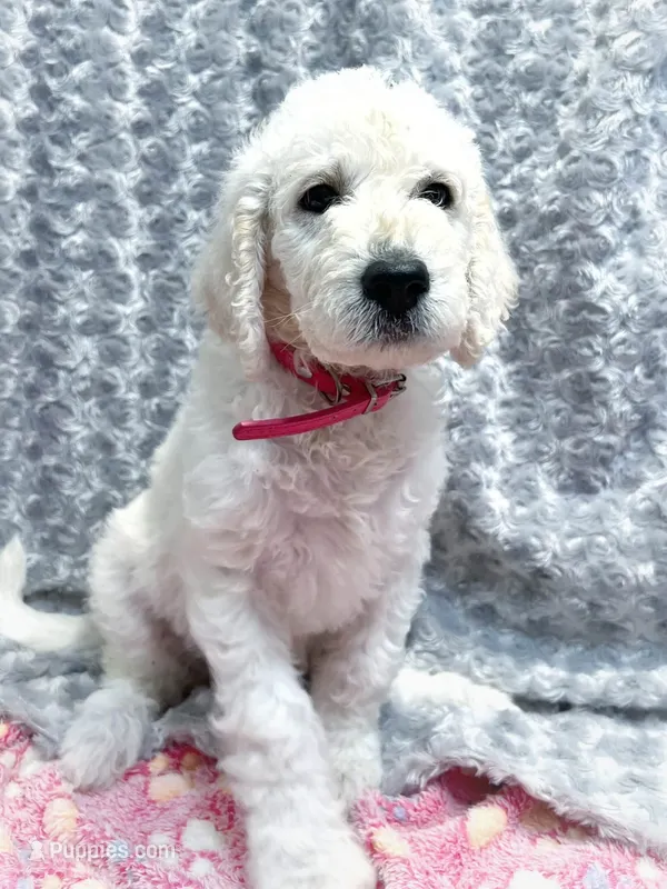 Magenta (Maggie) – Labradoodle puppy for sale in Newark, DE