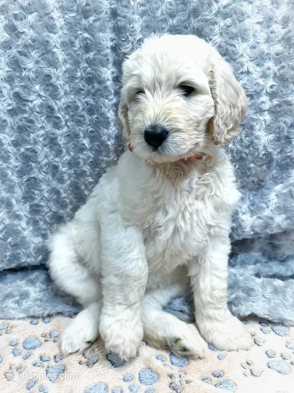 Odin – Labradoodle puppy for sale in Newark, DE