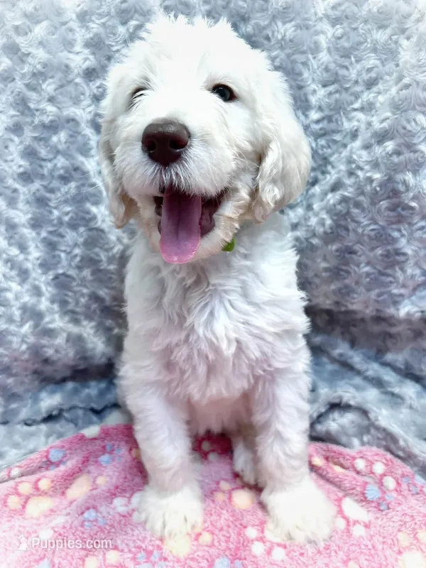 Jade – Labradoodle puppy for sale in Newark, DE