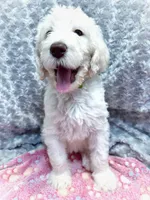 Jade, a female Labradoodle for sale in Newark, DE – 1 of 1
