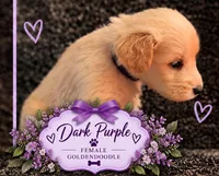 Purple, a female Goldendoodle for sale in West Chester, OH – 1 of 2