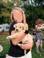 Purple, a female Goldendoodle for sale in West Chester, OH – 2 of 2