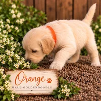 Orange, a male Goldendoodle for sale in West Chester, OH – 1 of 3