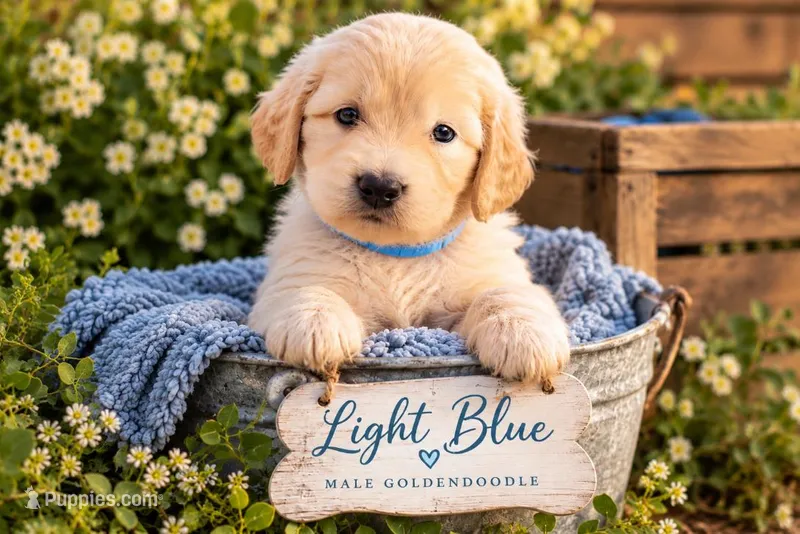 Light Blue – Goldendoodle puppy for sale in West Chester, OH
