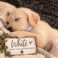 White, a male Goldendoodle for sale in West Chester, OH – 1 of 2