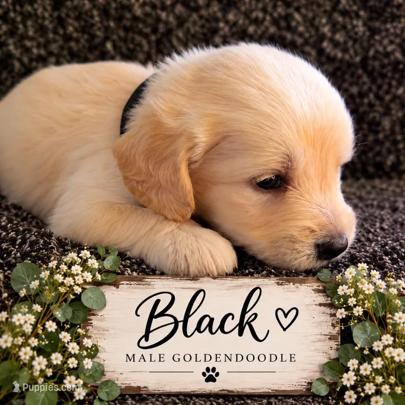 Black – Goldendoodle puppy for sale in West Chester, OH