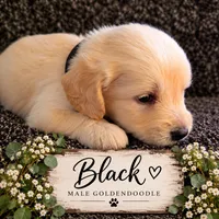 Black, a female Goldendoodle for sale in West Chester, OH – 1 of 1