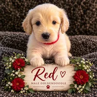 Red, a male Goldendoodle for sale in West Chester, OH – 1 of 1
