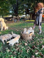 Light Pink, a female Goldendoodle for sale in West Chester, OH – 2 of 2