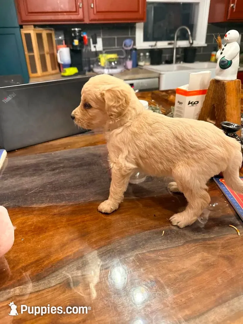 White, a male Goldendoodle for sale in West Chester, OH – 2 of 2