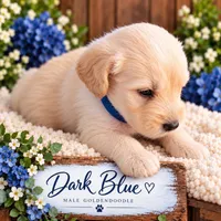 Dark Blue, a male Goldendoodle for sale in West Chester, OH – 1 of 1