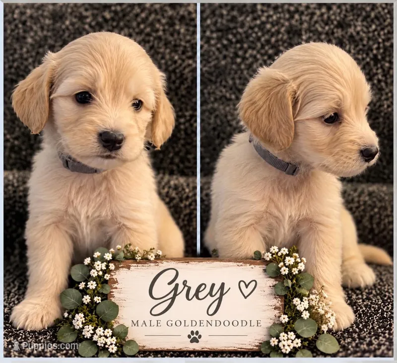 Grey – Goldendoodle puppy for sale in West Chester, OH