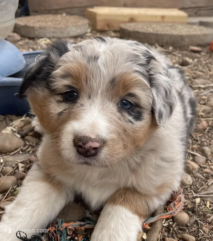 Charlotte – Australian Shepherd puppy for sale in Dumas, TX