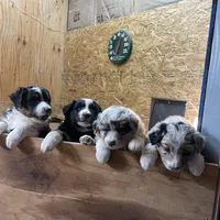 Charlotte, a female Australian Shepherd for sale in Dumas, TX – Photo 6 of 9