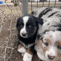 Charlotte, a female Australian Shepherd for sale in Dumas, TX – Photo 4 of 9
