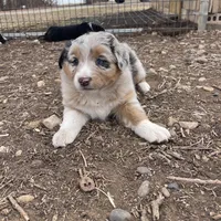 Charlotte, a female Australian Shepherd for sale in Dumas, TX – Photo 8 of 9