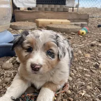 Charlotte, a female Australian Shepherd for sale in Dumas, TX – Photo 5 of 9