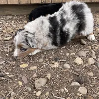 Charlotte, a female Australian Shepherd for sale in Dumas, TX – Photo 7 of 9