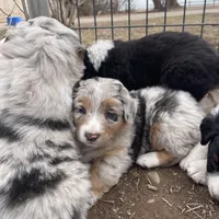 Charlotte, a female Australian Shepherd for sale in Dumas, TX – Photo 3 of 9