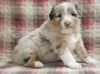 Charlotte, a female Australian Shepherd for sale in Dumas, TX – Photo 2 of 9