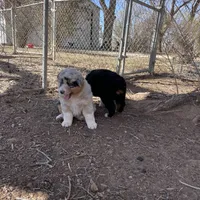 Charlotte, a female Australian Shepherd for sale in Dumas, TX – Photo 9 of 9