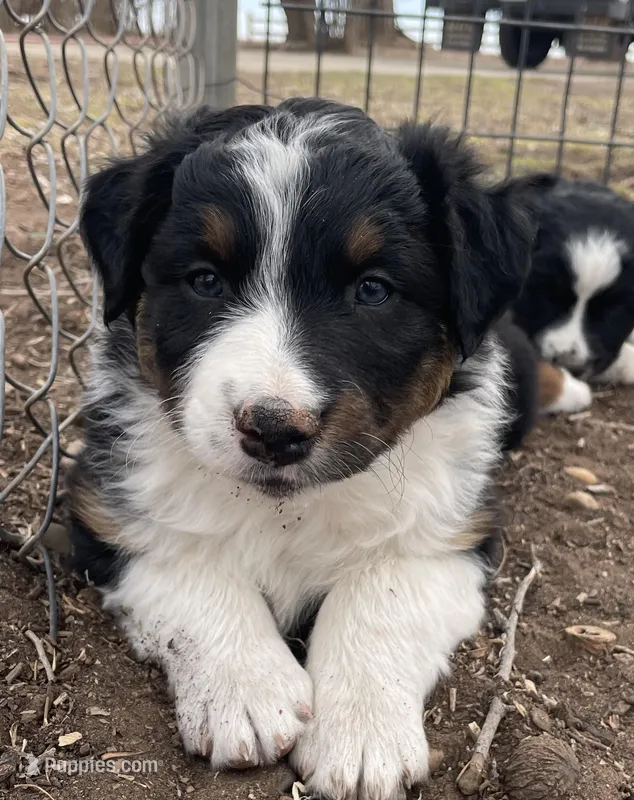 Joe – Australian Shepherd puppy for sale in Dumas, TX