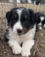 Joe, a male Australian Shepherd for sale in Dumas, TX – Photo 1 of 10