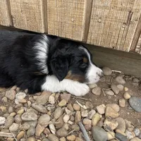 Joe, a male Australian Shepherd for sale in Dumas, TX – Photo 7 of 10