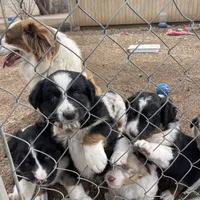 Joe, a male Australian Shepherd for sale in Dumas, TX – Photo 4 of 10