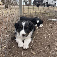 Joe, a male Australian Shepherd for sale in Dumas, TX – Photo 6 of 10