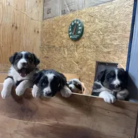 Joe, a male Australian Shepherd for sale in Dumas, TX – Photo 3 of 10