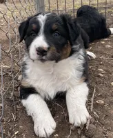 Joe, a male Australian Shepherd for sale in Dumas, TX – Photo 2 of 10
