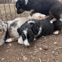 Joe, a male Australian Shepherd for sale in Dumas, TX – Photo 8 of 10
