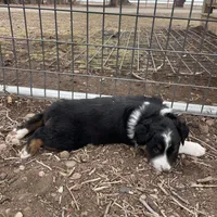 Joe, a male Australian Shepherd for sale in Dumas, TX – Photo 5 of 10