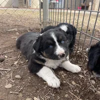 Wilbur, a male Australian Shepherd for sale in Dumas, TX – Photo 6 of 10