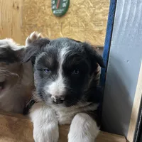 Wilbur, a male Australian Shepherd for sale in Dumas, TX – Photo 2 of 10