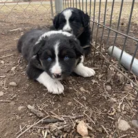 Wilbur, a male Australian Shepherd for sale in Dumas, TX – Photo 8 of 10